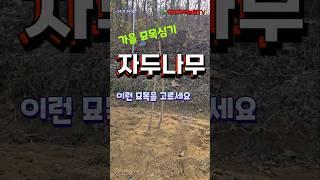 묘목 구입할 때 주의할 점 - 자두나무, 복숭아나무 #묘목심기 #자두 #복숭아나무 #자두나무