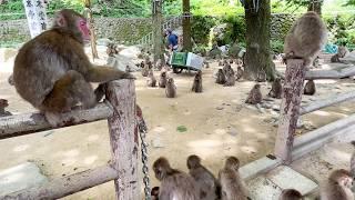 Japan's 1000 Monkeys fighting for sweet potatoes!!And a great hot spring hotel