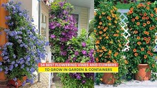 54 Best Flowering Vines and Climbers to Grow in Garden & Containers