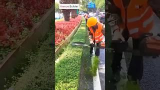 Single sideb Hedge Trimmer | #trimmer #hedges #diy #shorts