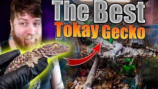 The Friendliest Tokay On YouTube Gets Brand New Bioactive Enclosure