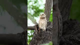 owl#shorts#Viral#my first vlog 2022#Yt shorts#reels#Video#my first vlog today