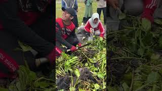 Proses Pembuatan Asam Humat Pembenah Tanah