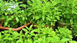 How to grow Holy Basil (Tulsi) from seed