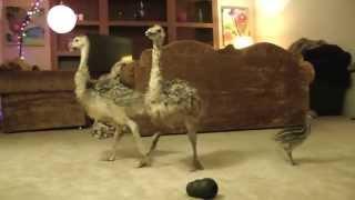 Baby Ostrich dance party