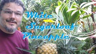 How to grow your own rare white pineapples at home!