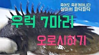 우럭오로시 우럭 횟감 손질법 우럭잡는법 나는갑수다