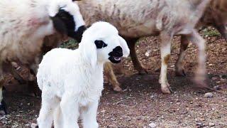 Newborn Lambs, Sheep and Lambs, Lamb Sound, Sheep Sound