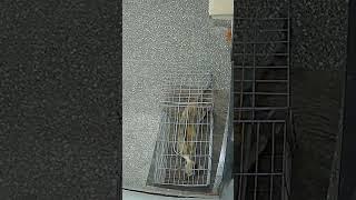 #cats #catshorts #funnyshorts #catseating #catslover #cattrap #fun #funny #funnymoments #catvideos