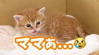 箱から出ようと頑張る子猫を物陰から見守るママ...その結果！ Munchkin Kitten Meowing