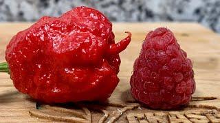 Carolina Reaper Raspberry Fruit Gusher! Pod by Rob & Tiff's Superhot Peppers! DO THIS!!