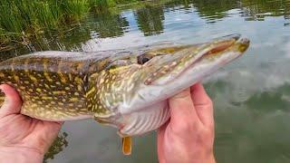 Fishing For BIG PIKE & BASS! Biggest Fish We Have Caught!