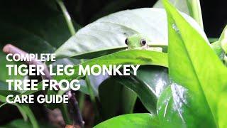 Complete Tiger Leg Monkey Tree Frog Care Guide