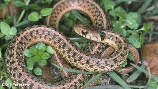 DoD PARC Species Profile Video Series: Episode 17: Common Gartersnake