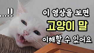 고양이 울음소리 종류(소리언어)