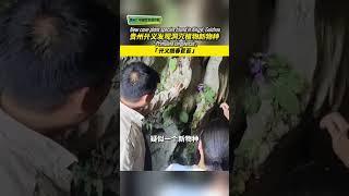 What has been found in a cave in Xingyi, Guizhou?贵州兴义溶洞有个不知名的新物种被发现？兴义报春苣苔，洞穴植物的神秘新面孔！#贵州兴义发现洞穴植物新物种