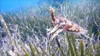 Scuba diving in Zorgafou beach, Sithonia, Halkidiki