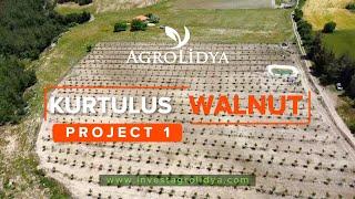 Walnut Farmland Investment in Turkey