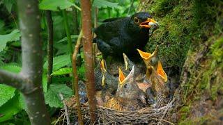 Daddy Blackbird's Cleanup Duty ~ Swallowing Baby Poop