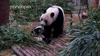 Family time with Meng Meng and Meng Bao