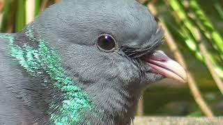 Stock Dove