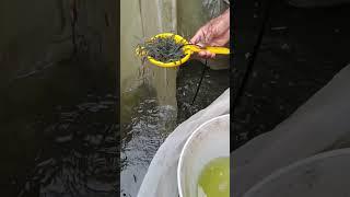 Day 1 vs Day 30 growth progress of tiger prawns #fishing #fishproduction #aquaculture