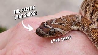 SHOCKING Lyre Snake Secrets You Never Knew Existed!