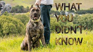 10 Interesting Facts: About the PRESA CANARIO