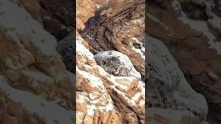 The reality of filming Snowleopard in the Himalayas India.