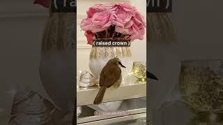 Bird Loves the Mirror ️🪞