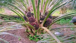 Calon buah masak banyak yang antri, panen sawit ppks simalungun