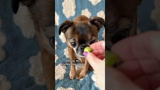 I think we found something he doesn't like  #brusselsgriffon #dogasmr #grumpydogs