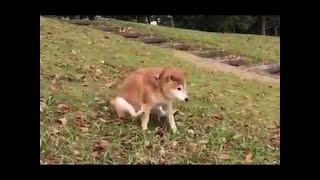 Shibe Compilation 1 | 柴犬