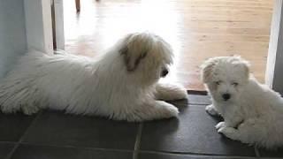 2 cute puppies having lots of fun - Coton de Tuléar