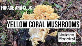 Forage and Cook Spring Coral Mushrooms-