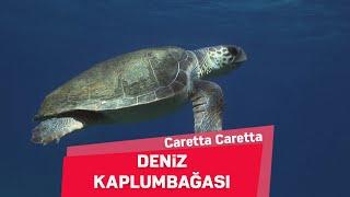 Deniz Kaplumbağaları | Caretta Caretta