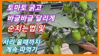 토마토 5미터 이상키워 굵고 바글바글 달리게 순치는방법,서리 올때까지 따먹기~토마토 재배방법,키우기 주만농장,텃밭 전원일기,인간극장