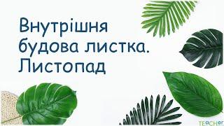 Внутрішня будова листка. Листопад.