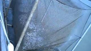 Salmon release 2010.AVI
