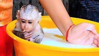 Omg, bobo shout out loud while he is bathing, Mom try the best to clean and bath bobo gently.