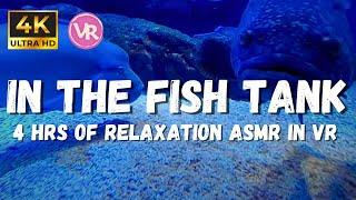 Underwater ASMR, Relaxation Aquarium to reduce blood pressure, VR 180 3D in 4K