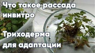 Что такое рассада инвитро, в чем преимущество микроклонального размножения. Триходерма для адаптации