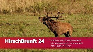 Hirsch Brunft 2024 - Niederrhein & Westmünsterland ein Videoprojekt von und mit foto-gustav Natur