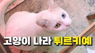 고양이 천국 튀르키예  에서 만난 고양이 모음 [튀르키예 한달살기]