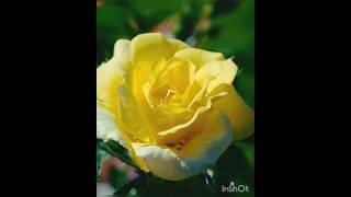 Beautiful rose#flower#trending#viral video #shorts#natures beauty 