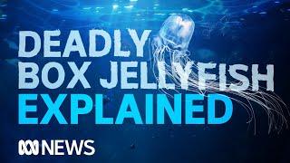 Box jellyfish: The world's most venomous creature takes another life | ABC News