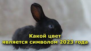 Какой цвет является символом 2023 года