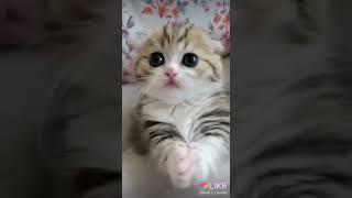 Милое создание