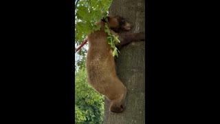 Young black bear spotted in Bentonville tree