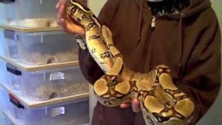 50+ Snake Collection 2010
